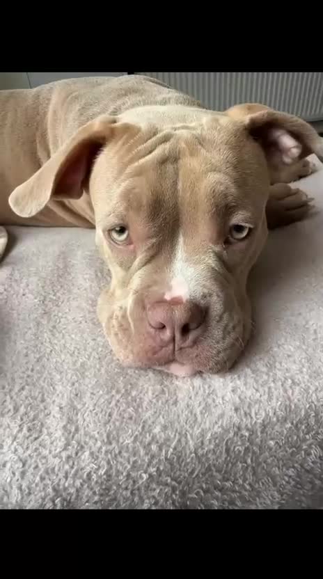 American Bully dogs for sale: SPIKE American Bully poket  - Video 1