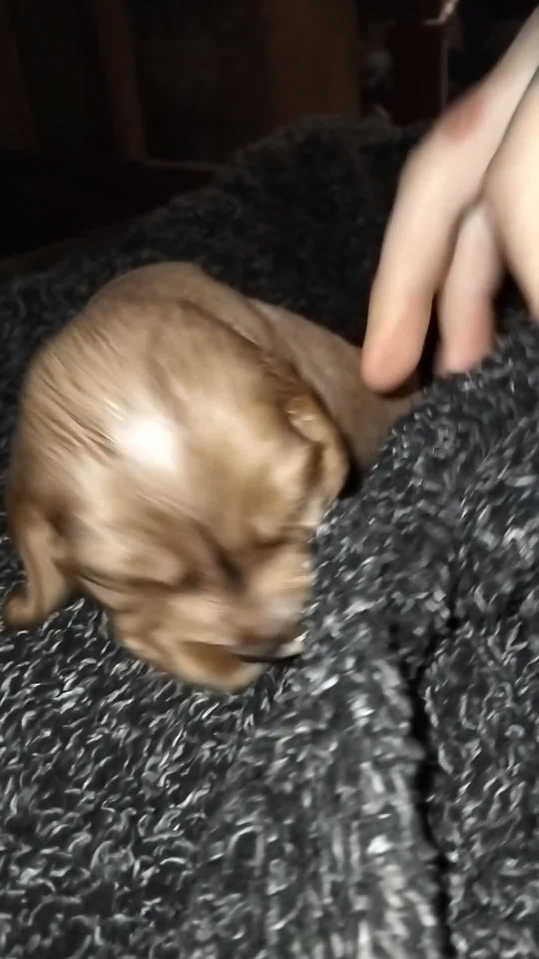 Cocker Spaniel dogs for sale: Golden show cocker spaniel pups ready 10th Feb - Video 2