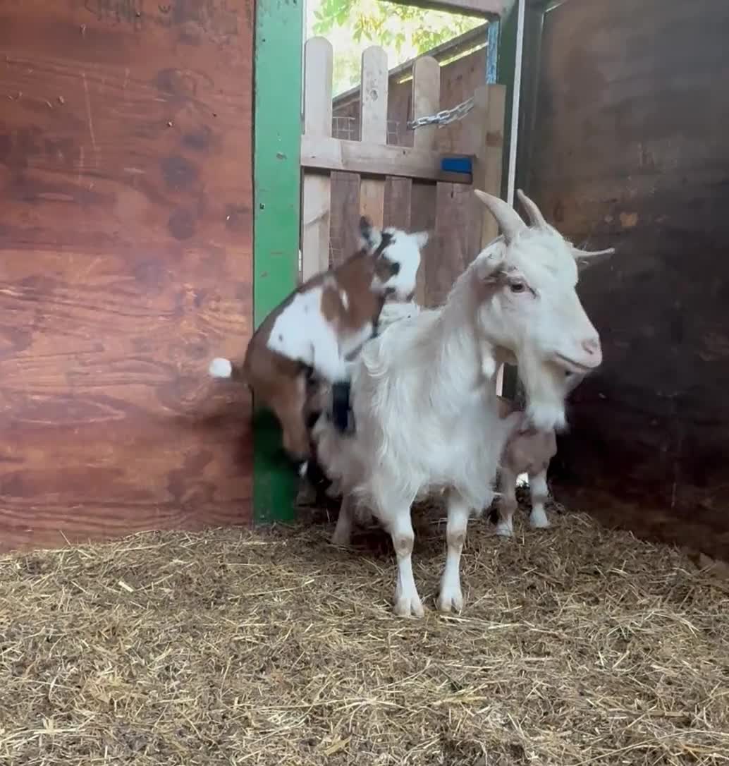 Goats livestock for sale: Kaleb and Jeremy  - Video 1