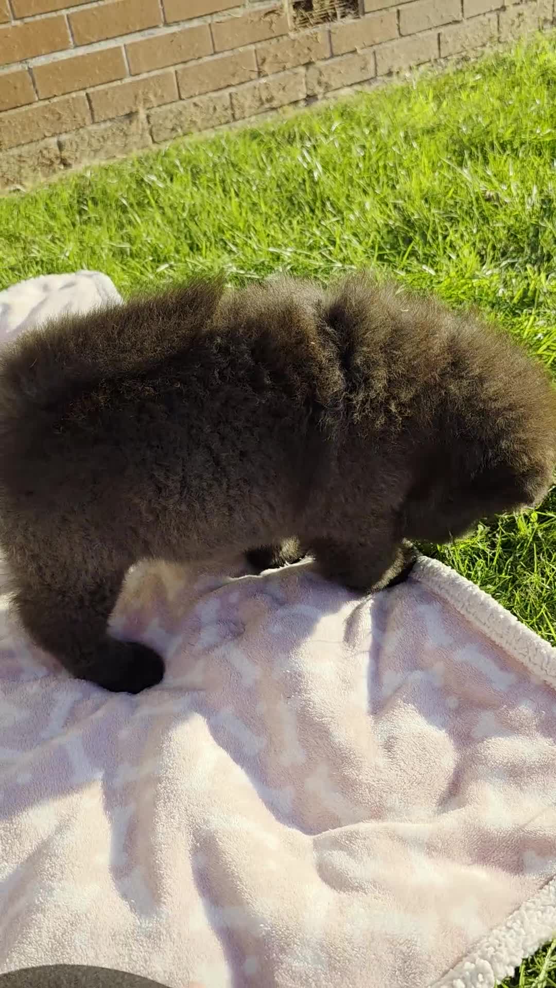 Chow Chow dogs for sale: Last Puppy – Rare Blue Chow Chow Girl🐾 - Video 4