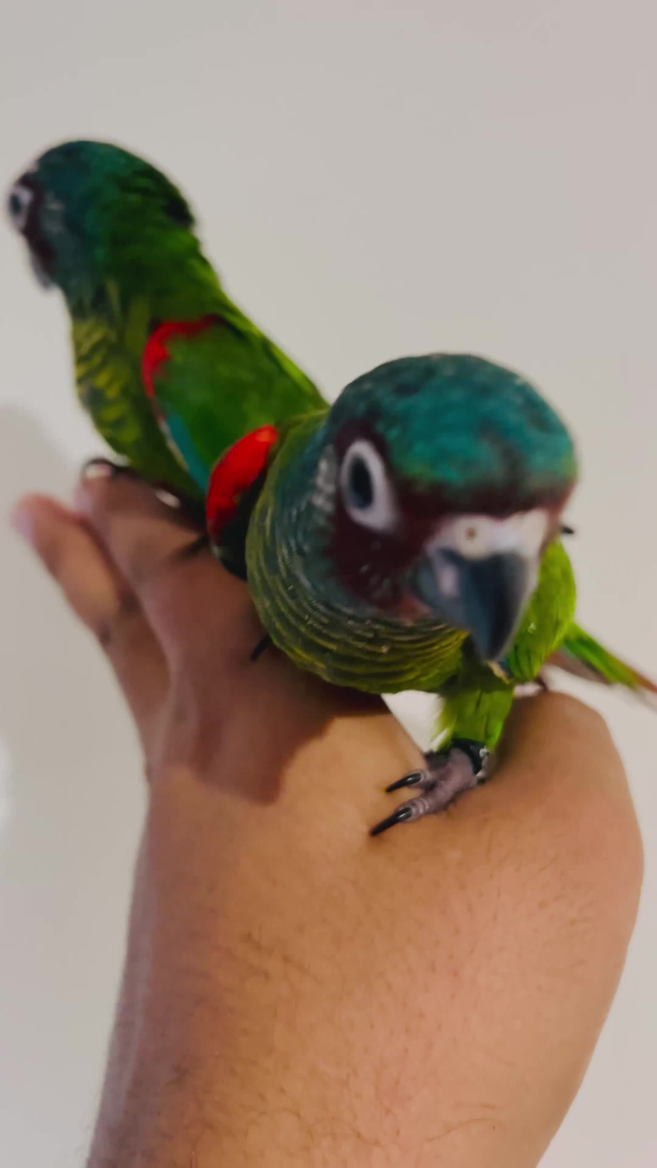 Conures birds for sale: Hand reared Emma’s, roseifrons, pearly conure - Video 2