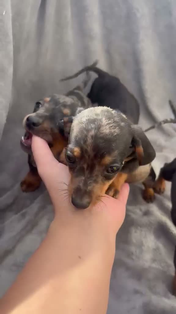 Miniature Dachshund dogs for sale: Beautiful dachshund puppies  - Video 1