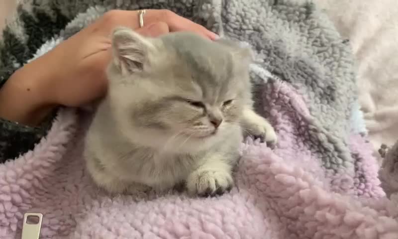 British Shorthair cats for sale: 💕 Pedigree GCCF blue golden British shorthair - Video 2