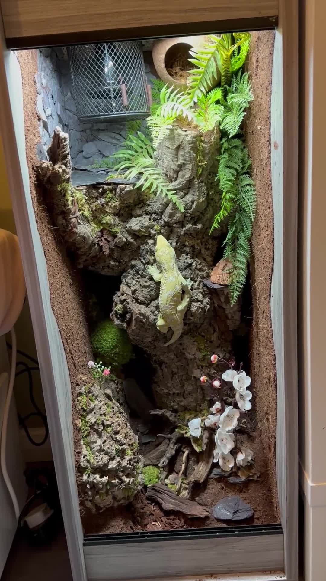 Gecko reptiles for sale: Male leachianus gecko with full set up  - Video 1