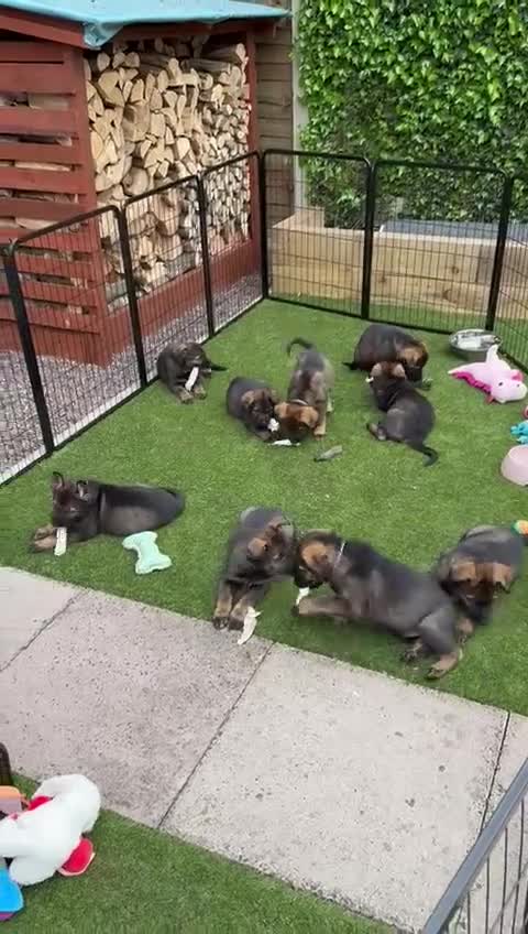 German Shepherd dogs for sale: Sable German shepherd for sale - Video 1