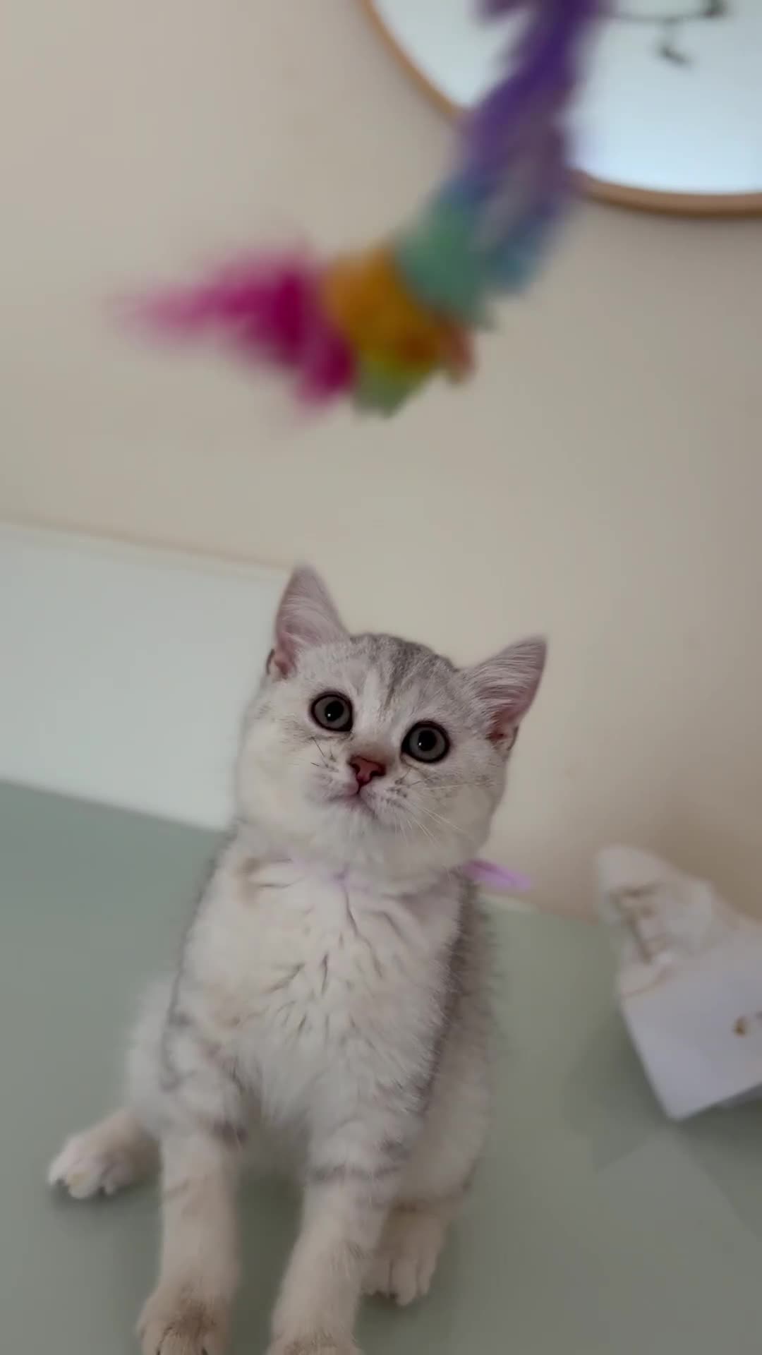 British Shorthair cats for sale: Pedigree|Champion Lines|GCCF Registered| - Video 1