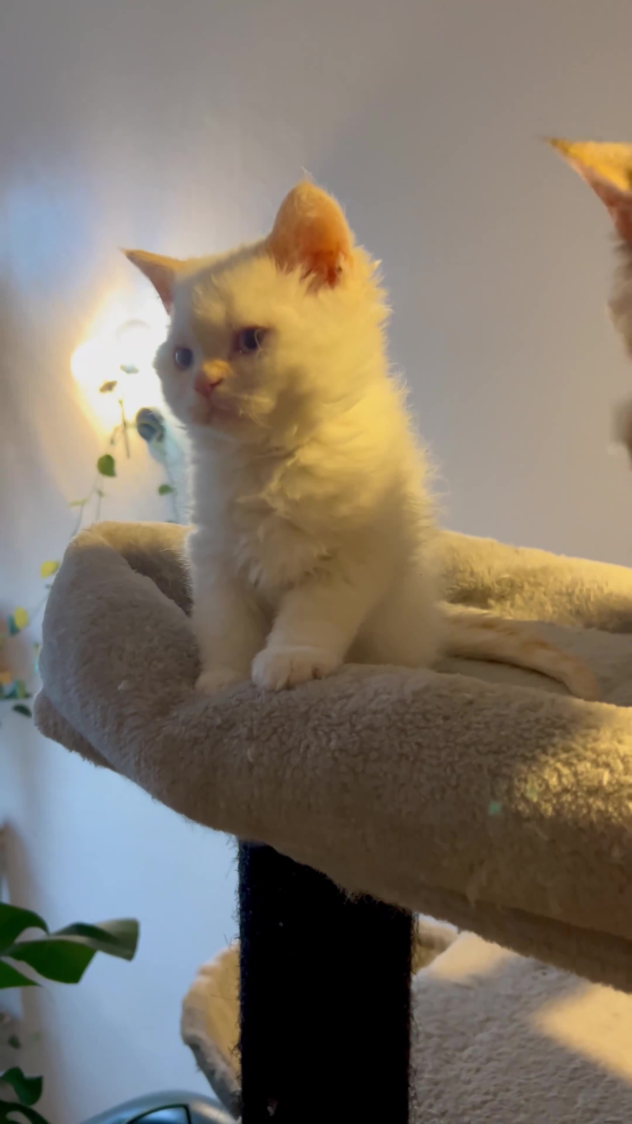 Selkirk Rex cats for sale: Stunning Selkirk rex kittens - Video 4