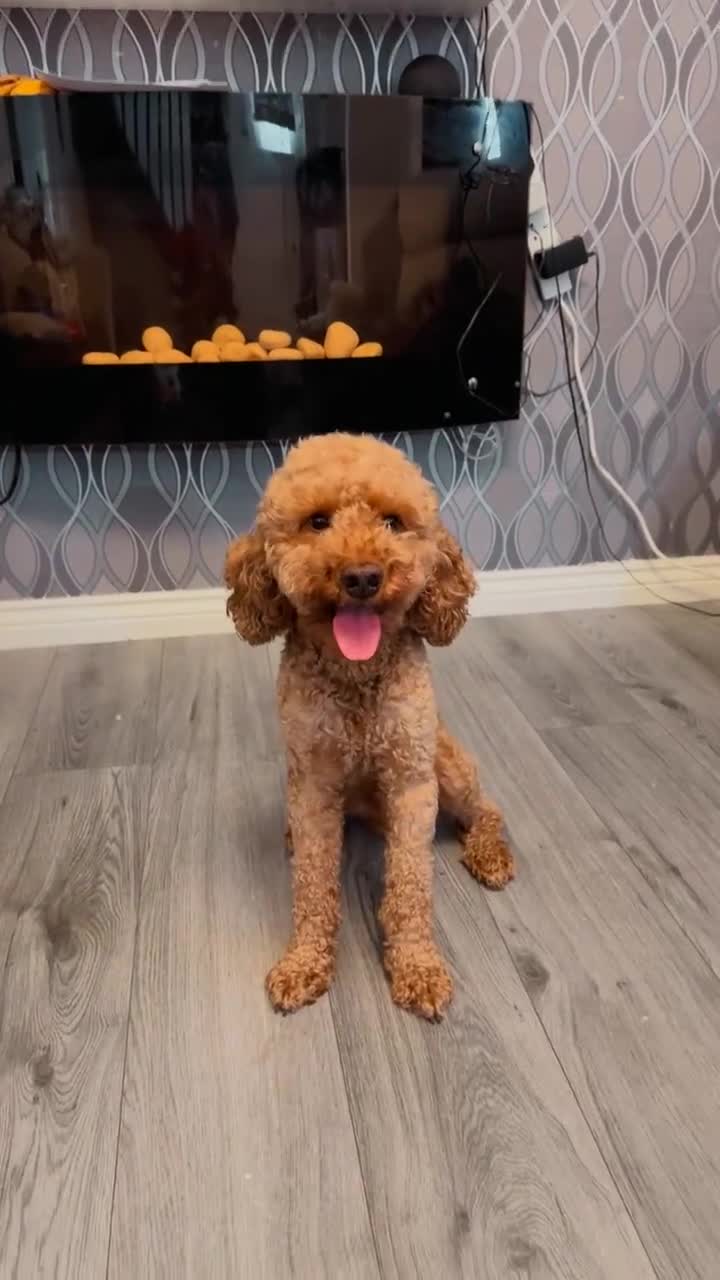 Cockapoo dogs for stud: 🐾 STUD DOG AVAILABLE – Meet Koda 🐾 - Video 1