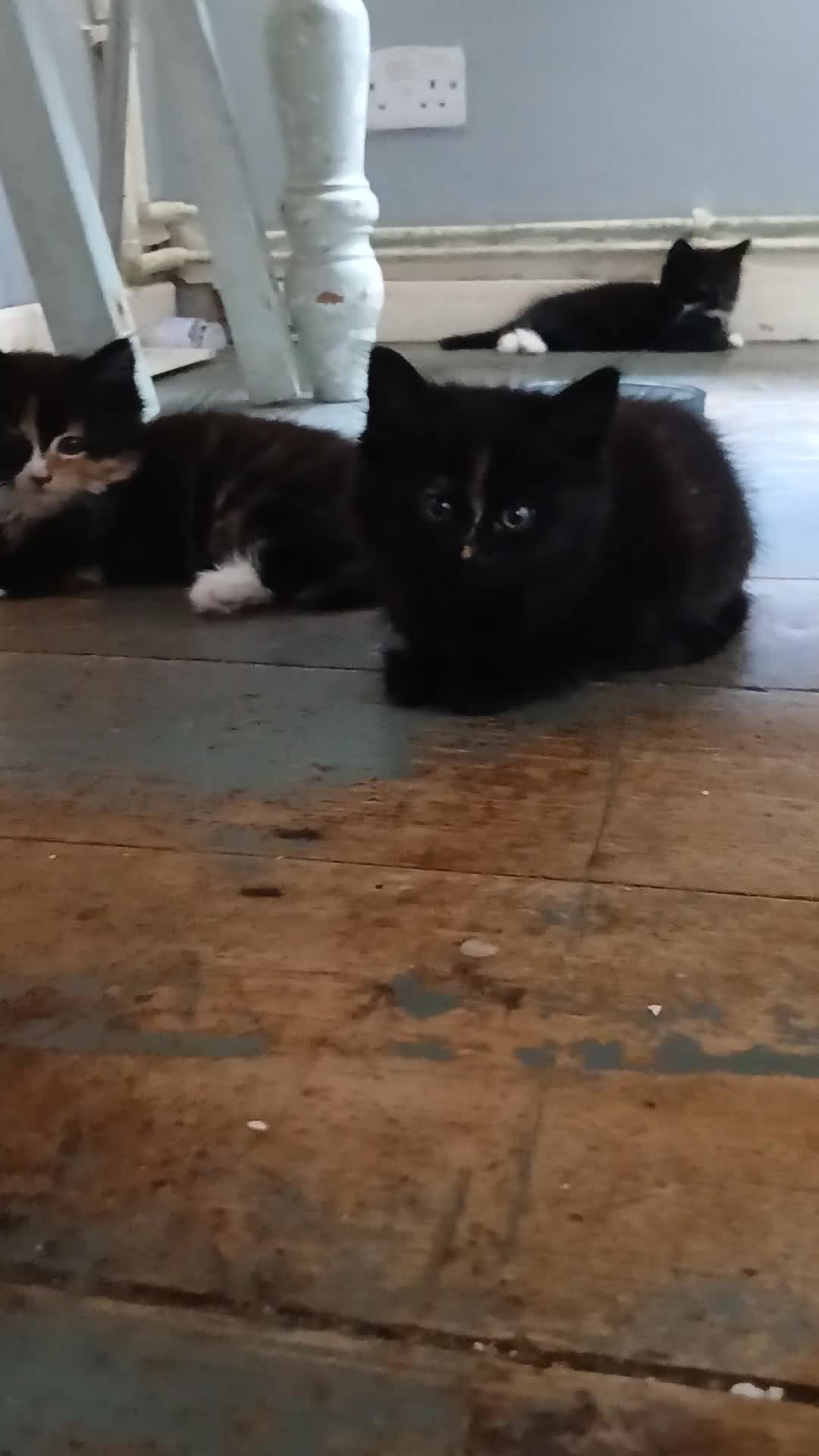 Mixed Breed cats for sale: Long haired kittens  in Swanscombe - Video 1