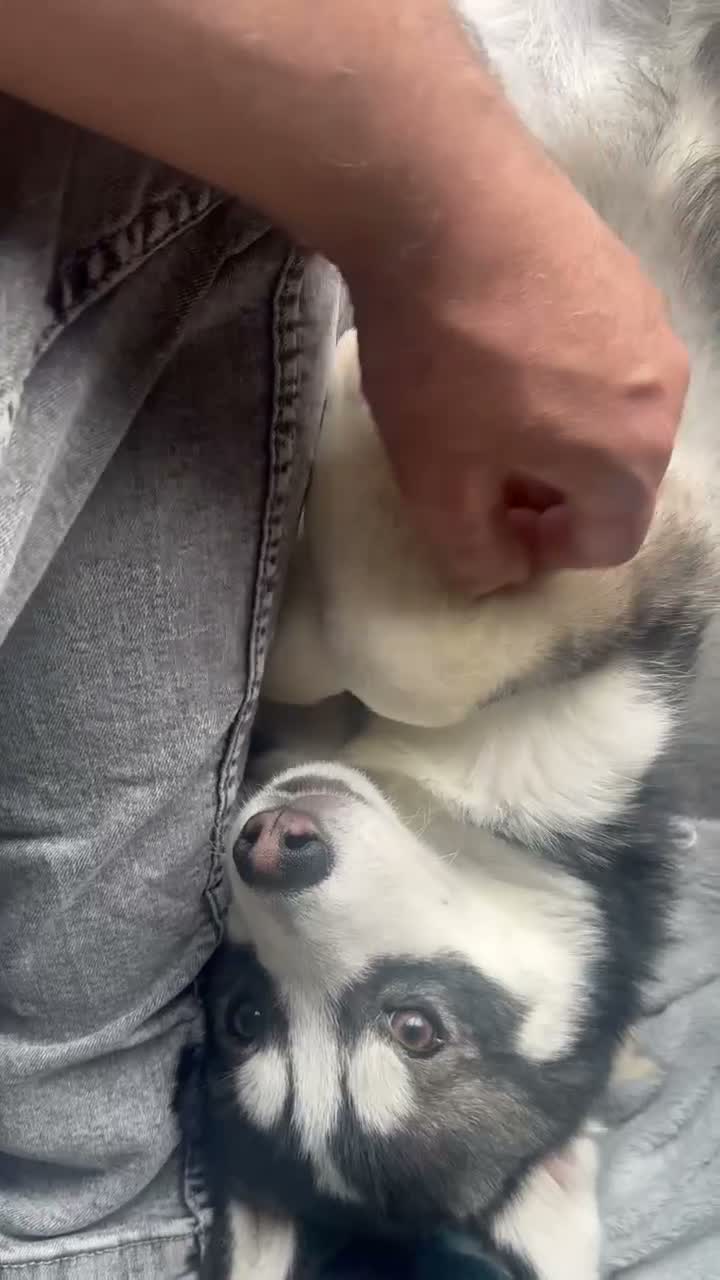 Pomsky dogs for sale: Price reduction Last boy F4 Pomsky  - Video 1