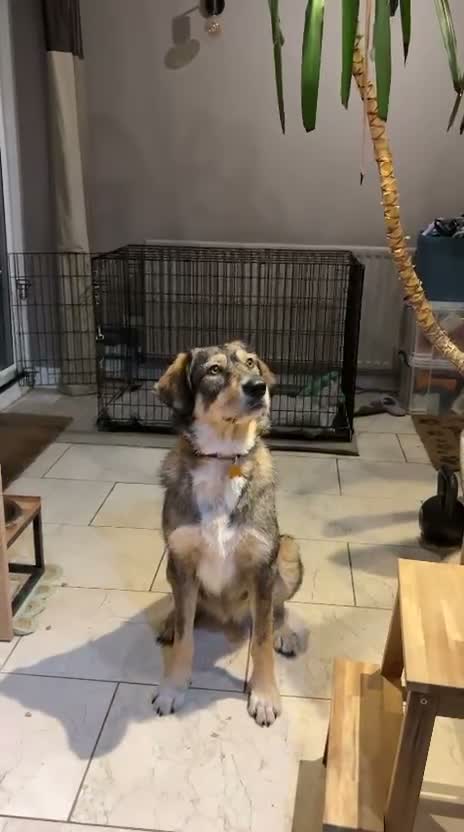 Mixed Breed dogs for sale: Meet Fenya, your new best friend! in Bedlington - Video 2