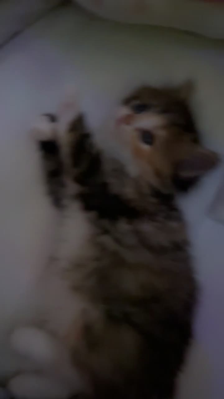 British Longhair cats for sale: Scottish straight x British longhair kitten! - Video 1