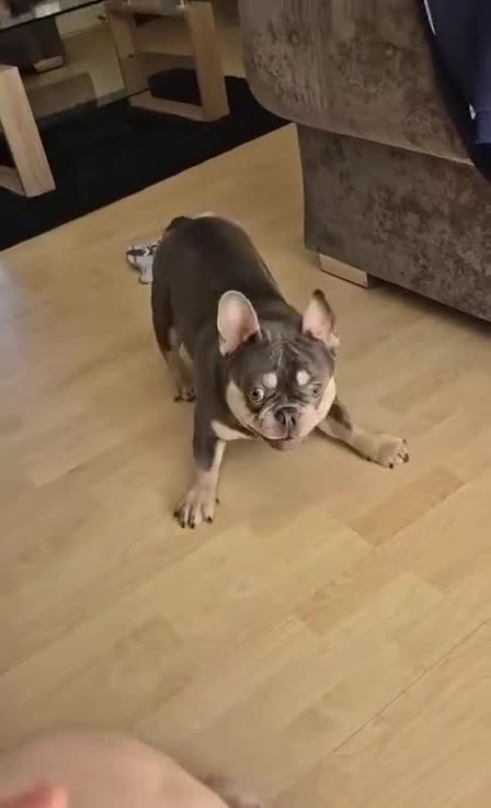 French Bulldog dogs for sale: Loving Male French Bulldog - Video 3