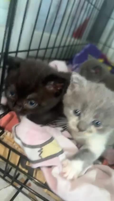 British Shorthair cats for sale: British short hair cross kittens for sale - Video 1
