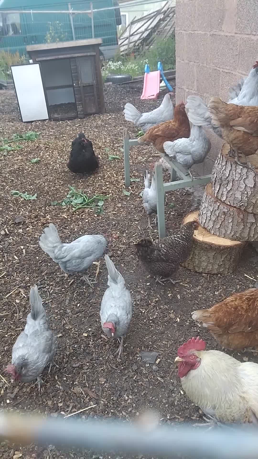 Chickens poultry for sale: 10x leghorn laying hens - Video 1