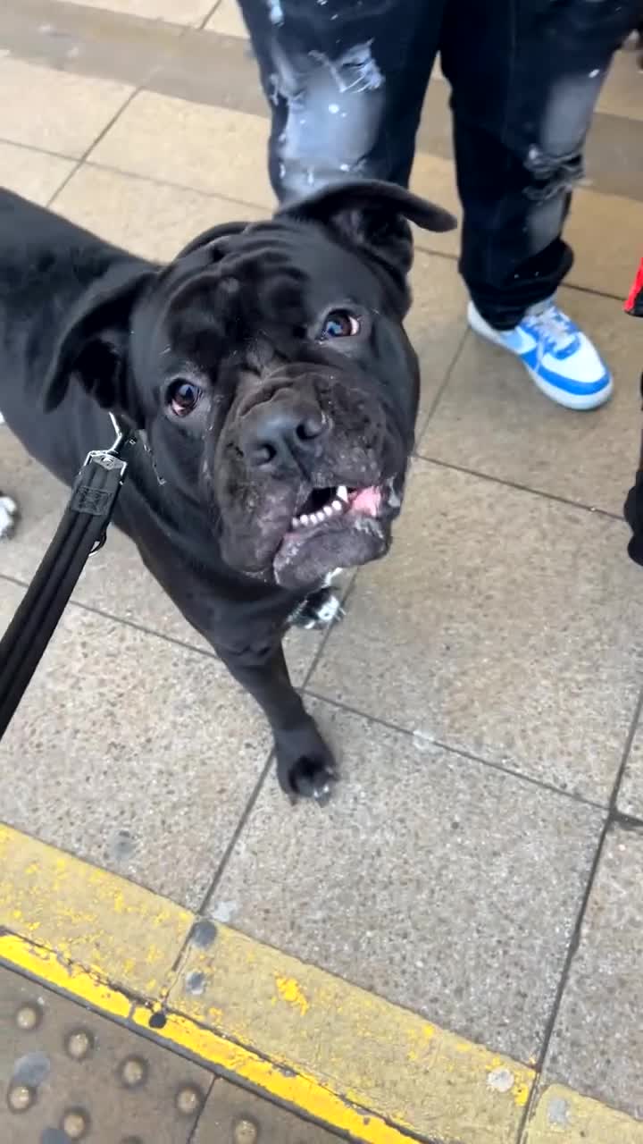 Mixed Breed dogs for sale: Bleu  - Video 2