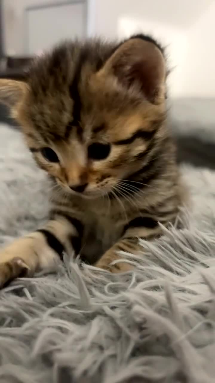 Mixed Breed cats for sale: kitten for sale !!  - Video 3