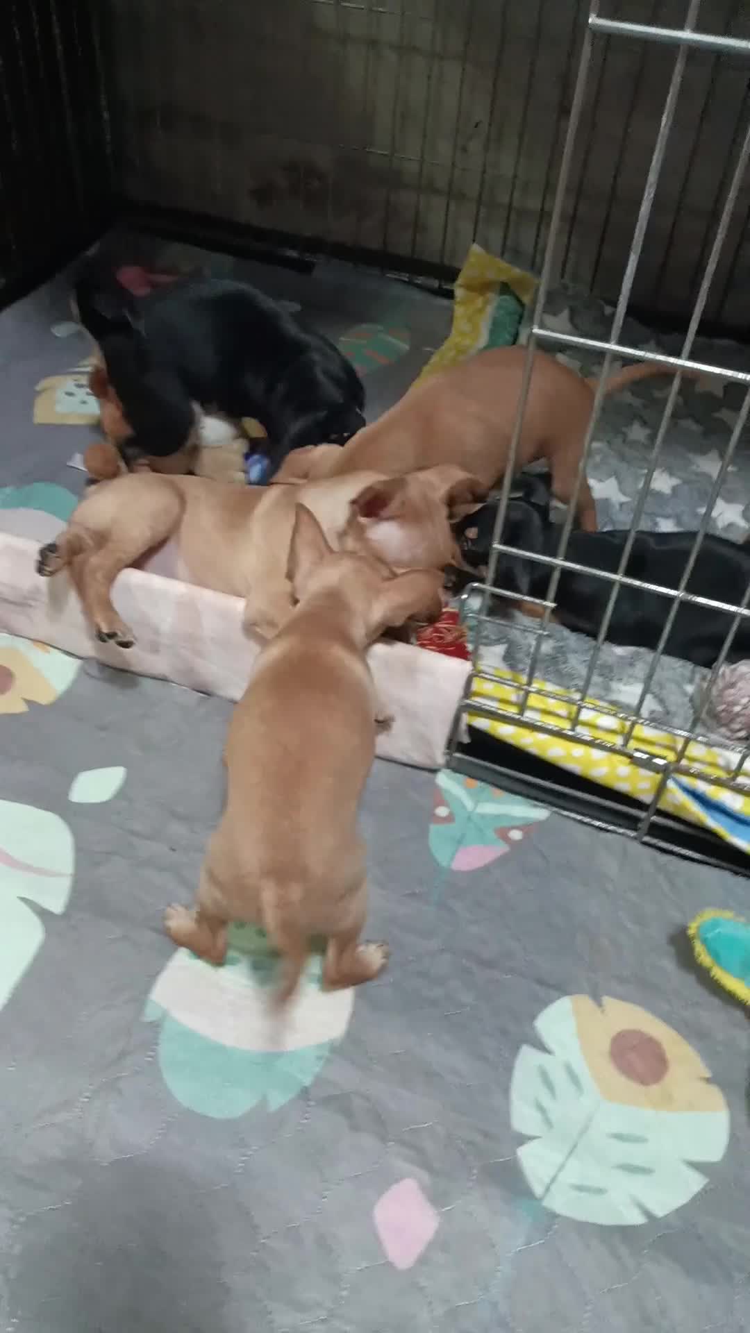 Miniature Pinscher dogs for sale: Miniature Pinscher puppies  - Video 4