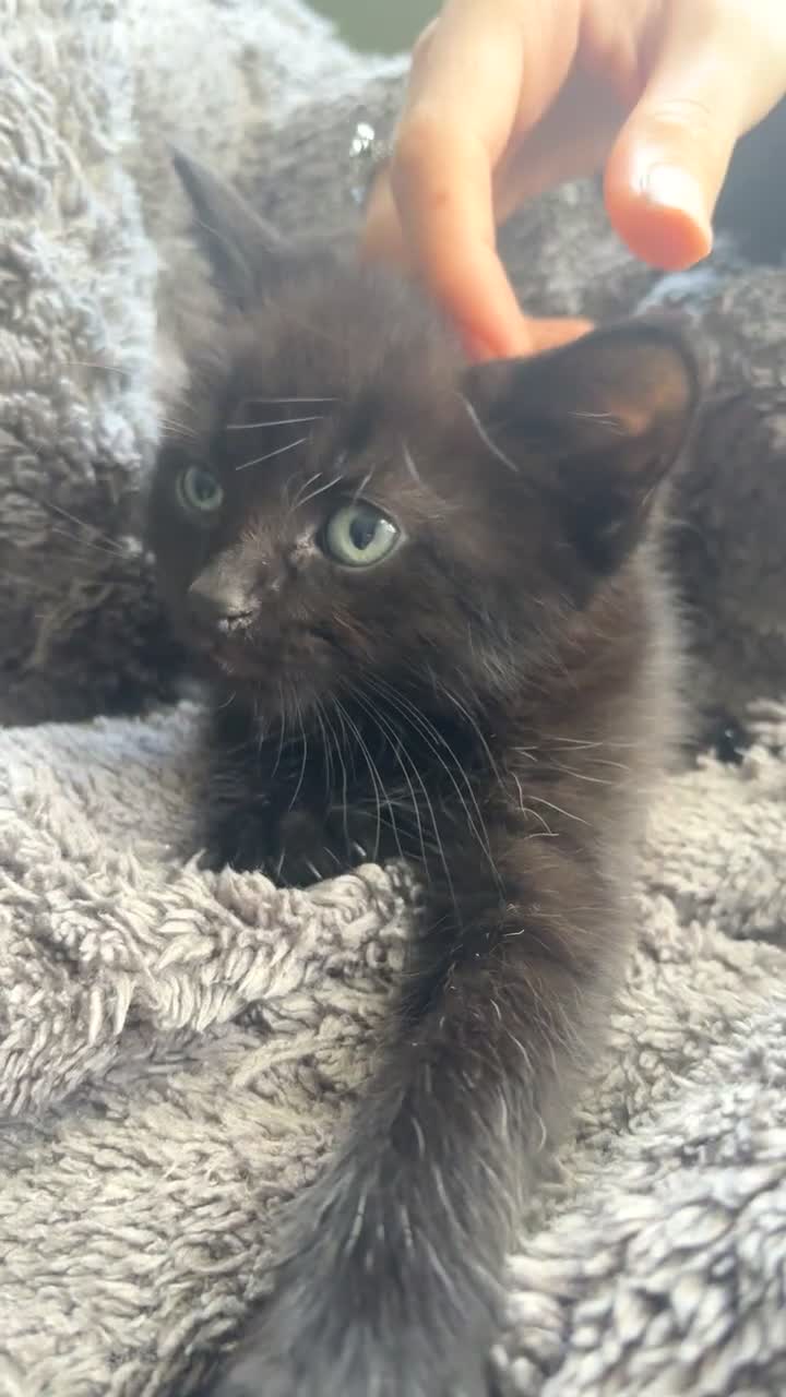 Mixed Breed cats for sale: Beautiful black kitten - Video 1