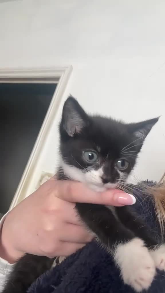 Mixed Breed cats for sale: Gorgeous Kittens ready now  in Bootle - Video 1