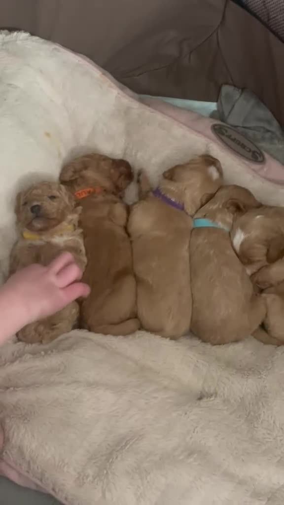 Mixed Breed dogs for sale: DOUBLE DOODLE ❤️ in Royston - Video 2