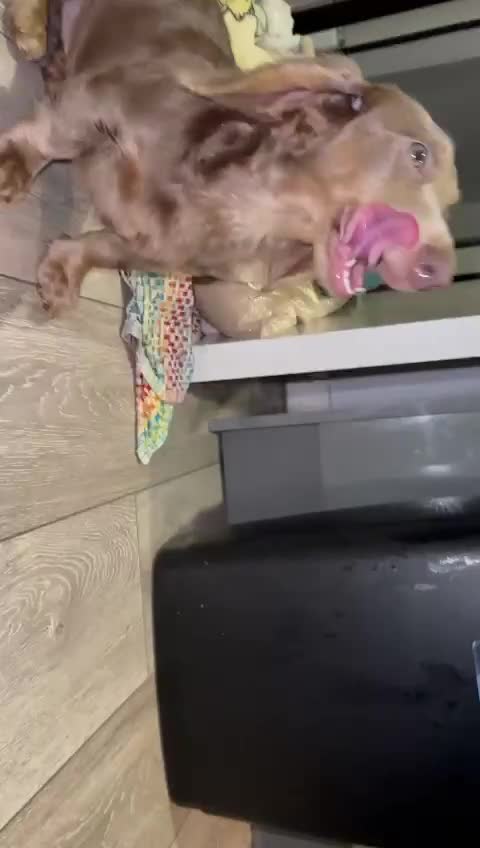 Miniature Dachshund dogs for stud: 🏆ISRI, CHAMPION STUD🏆 - Video 4