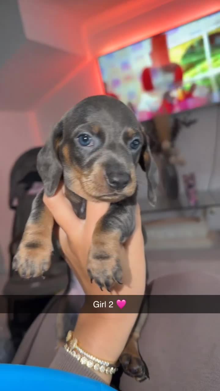 Dachshund dogs for sale: 🩷 2 Beautiful Isabella and Tan Dachshund Girls 🩷 - Video 3