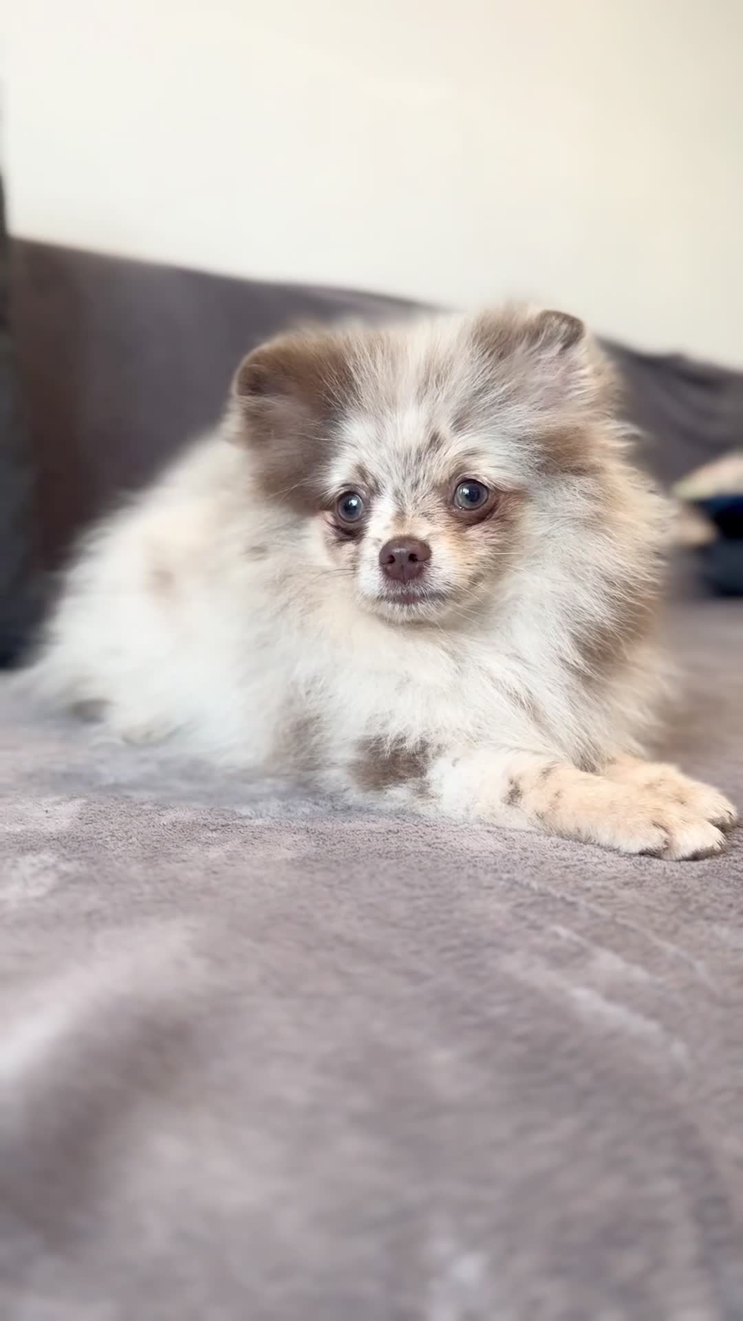 Pomeranian dogs for sale: ✨🐻Exceptional Lilac Teddy Bear Pomeranian Girl🐻✨ - Video 1