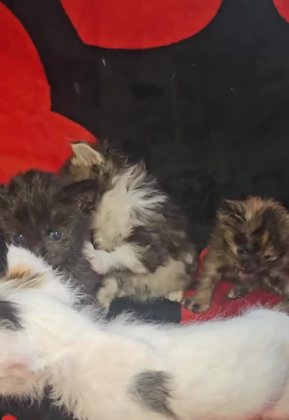 Mixed Breed cats for sale: ​🐾 Precious Bottle-Fed & Hand-Raised Kittens ❣️ - Video 2
