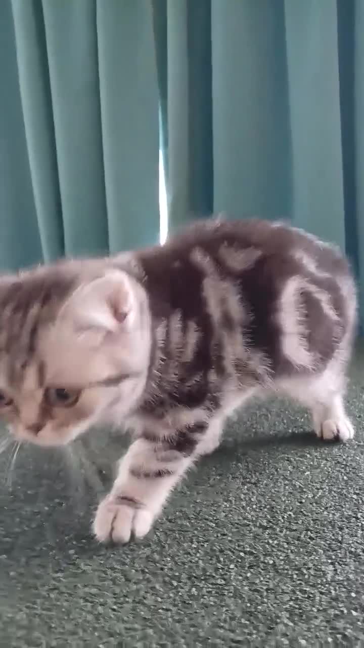 British Shorthair cats for sale:  Bsh.Silver Classic Tabby. GCCF - Video 1