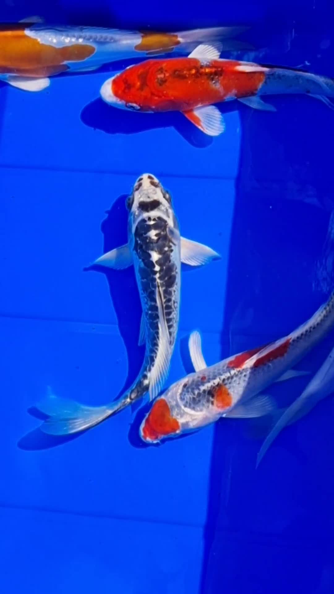 Koi Carp fish for sale: 8 to 10 inch Koi Carp mix pond fish in Chorley in Chorley - Video 3