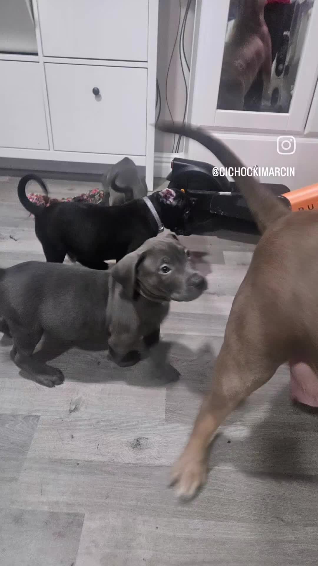 Mixed Breed dogs for sale: Prety puppy - Video 2