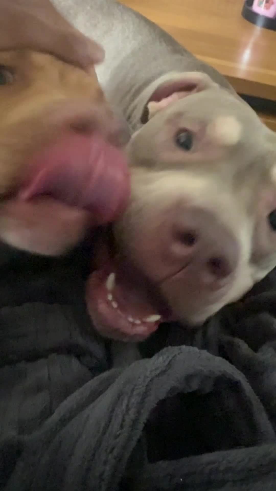 Mixed Breed dogs for sale: Beautiful girl Bella in Preston - Video 1