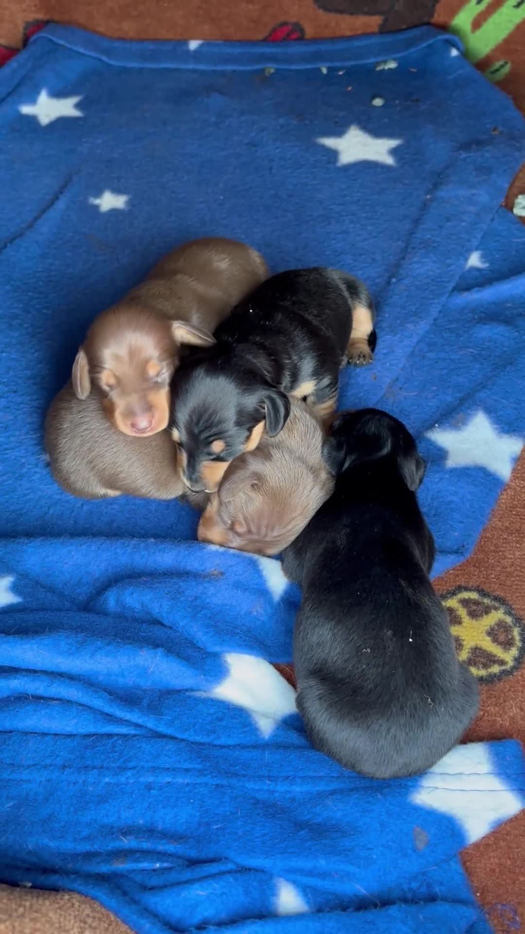 Dachshund dogs for sale: KC PRA Miniature smooth hair dachshund puppies  - Video 1