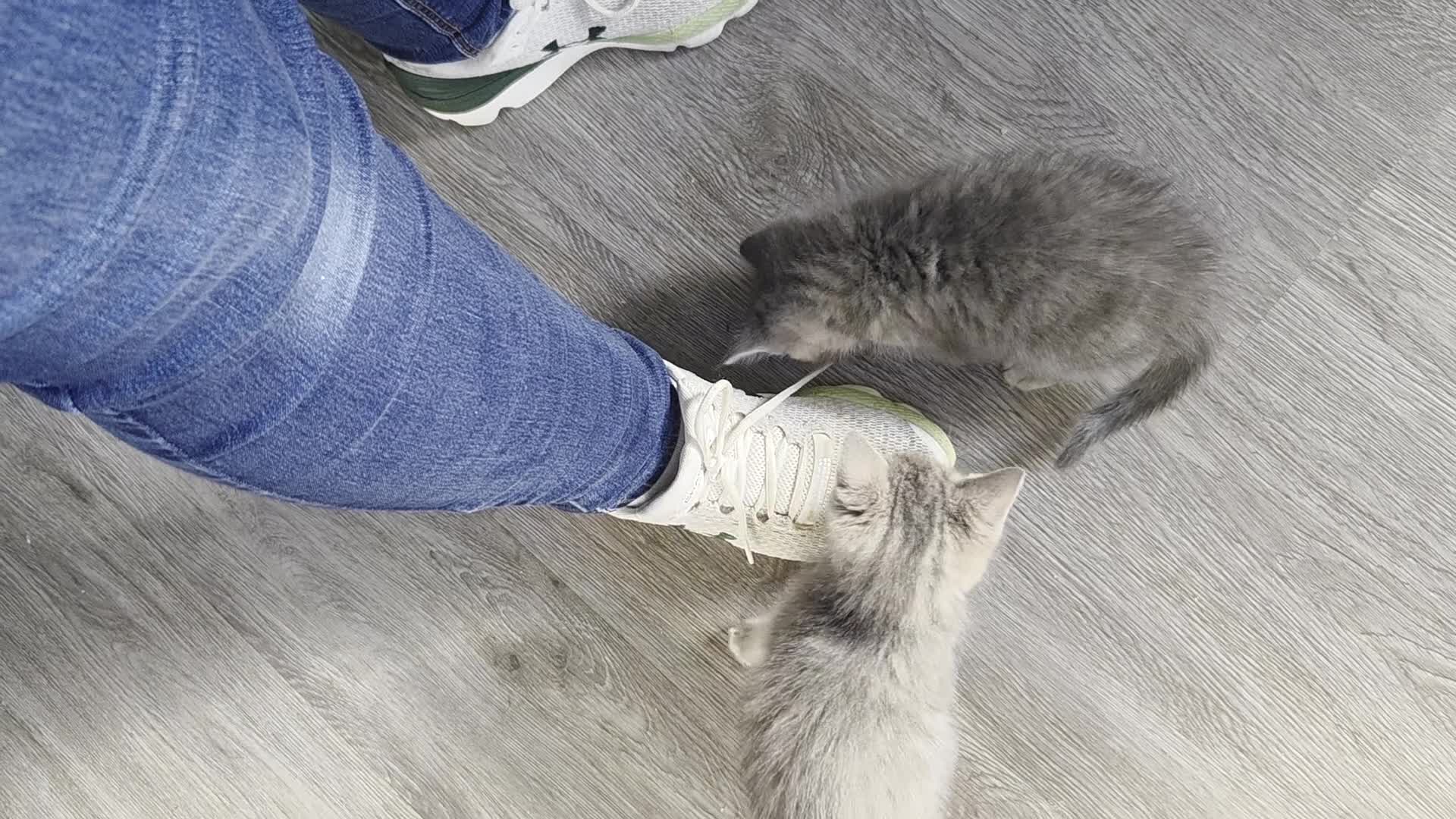 Mixed Breed cats for sale: 5 gorgeous male kittens in Livingston - Video 1