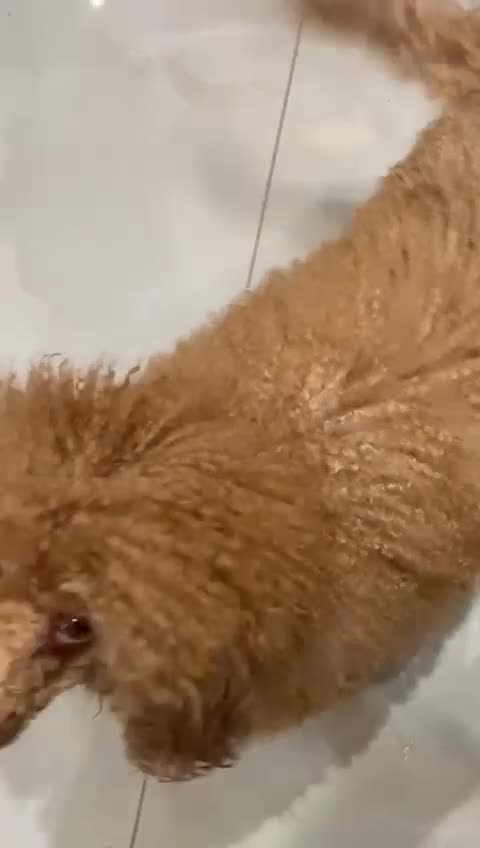 Miniature Poodle dogs for sale: Miniature poodle - Video 1