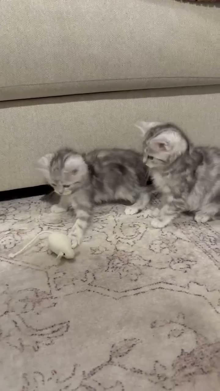 Persian cats for sale: Ready now - Persian x Maine coon kittens  - Video 3