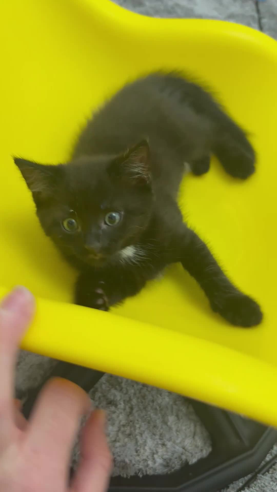 Mixed Breed cats for sale: Beautiful baby  - Video 1