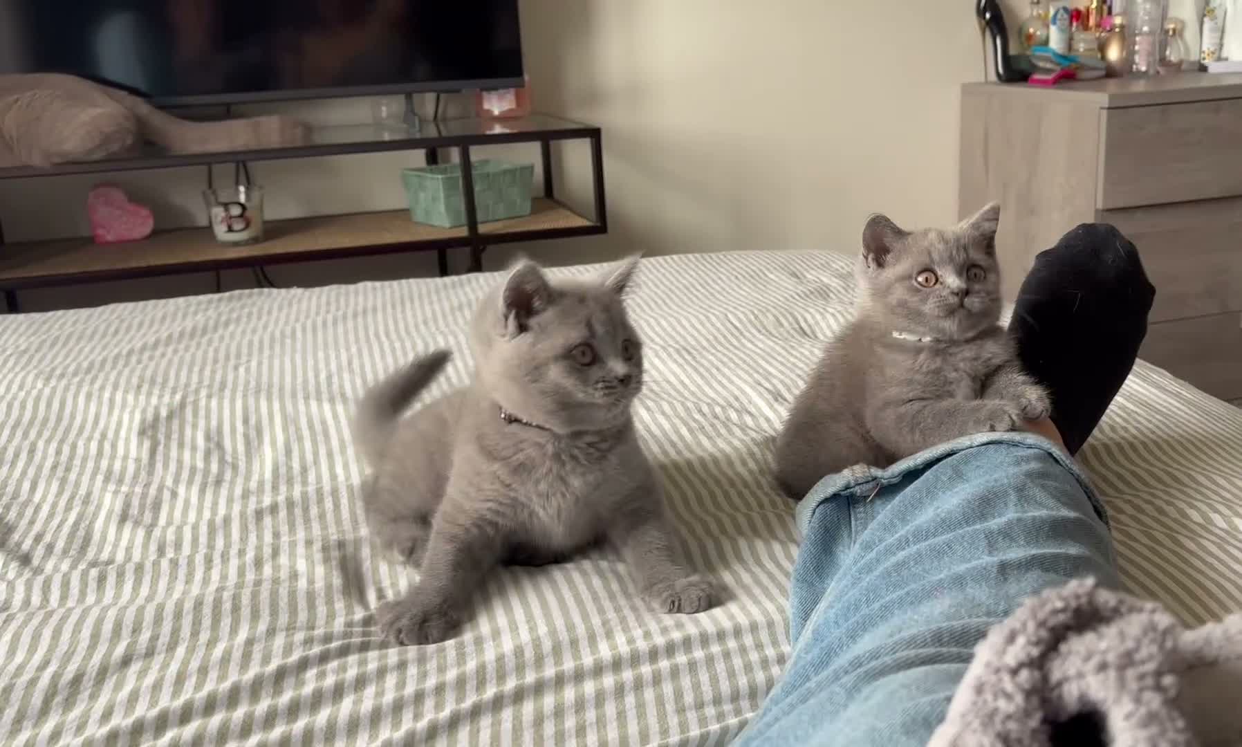 British Shorthair cats for sale: *All sold* 2027 waitlist is open x  - Video 2