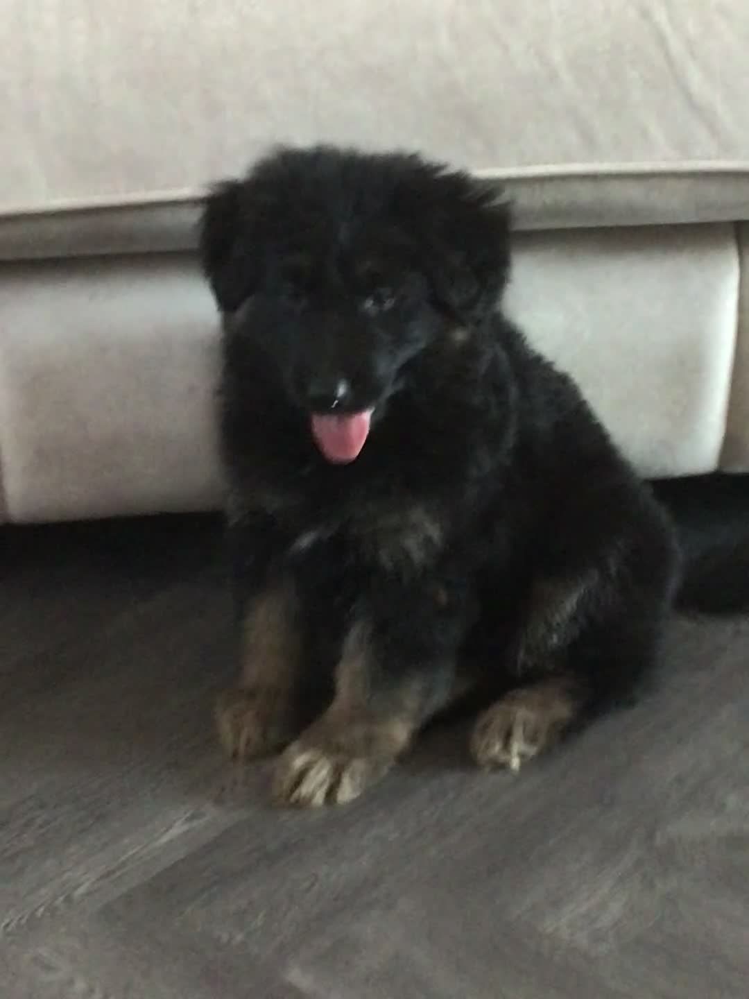 German Shepherd dogs for sale: German shepherd straight back puppies - Video 1