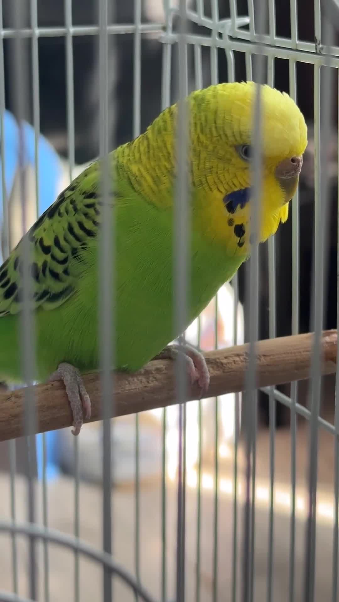 Budgerigars birds for sale: Budgie - Video 1
