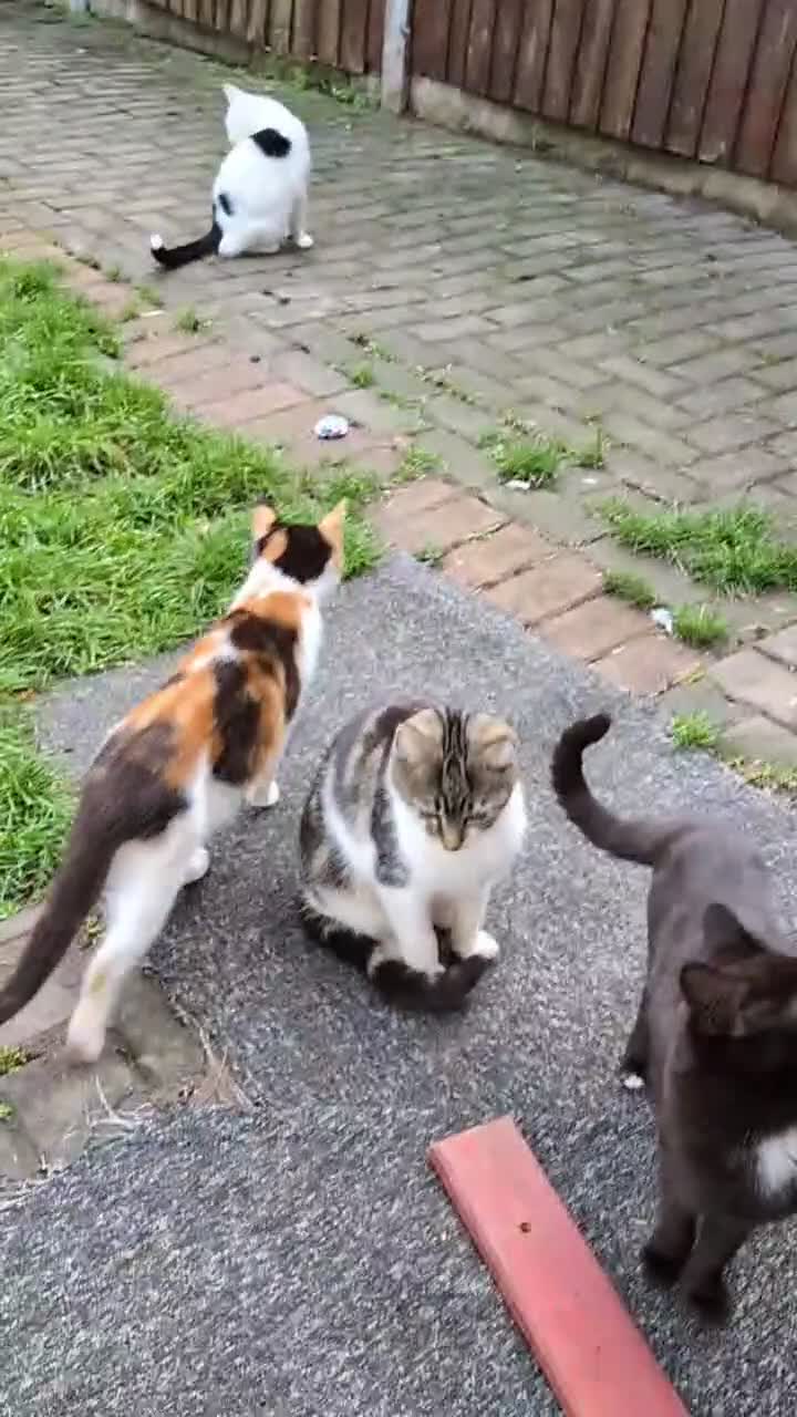 Mixed Breed cats for sale: Kittens  in Birmingham - Video 1