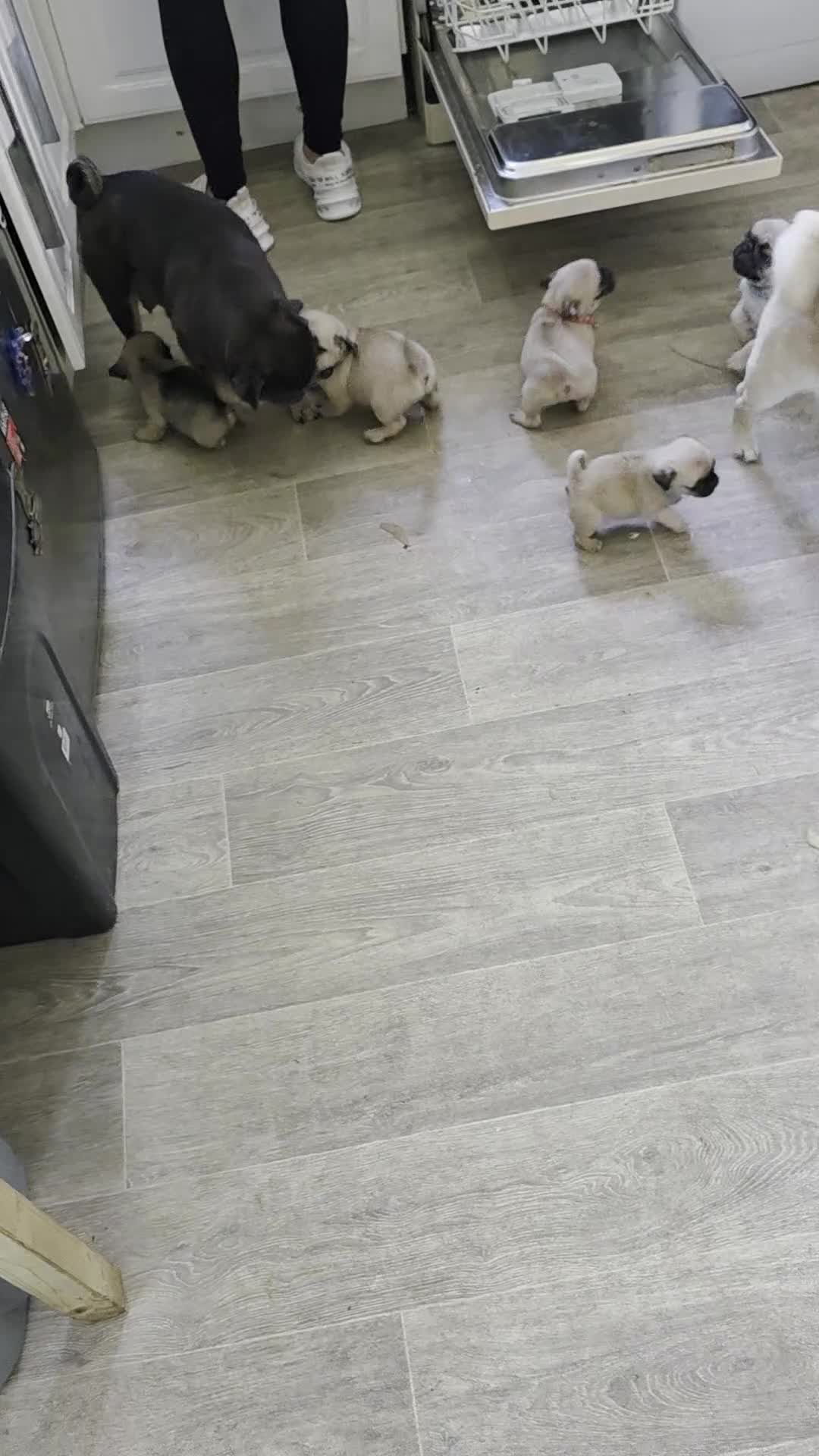 Pug dogs for sale: Update 22/7/25 SILVER AND APRICOT PUPPIES  - Video 1