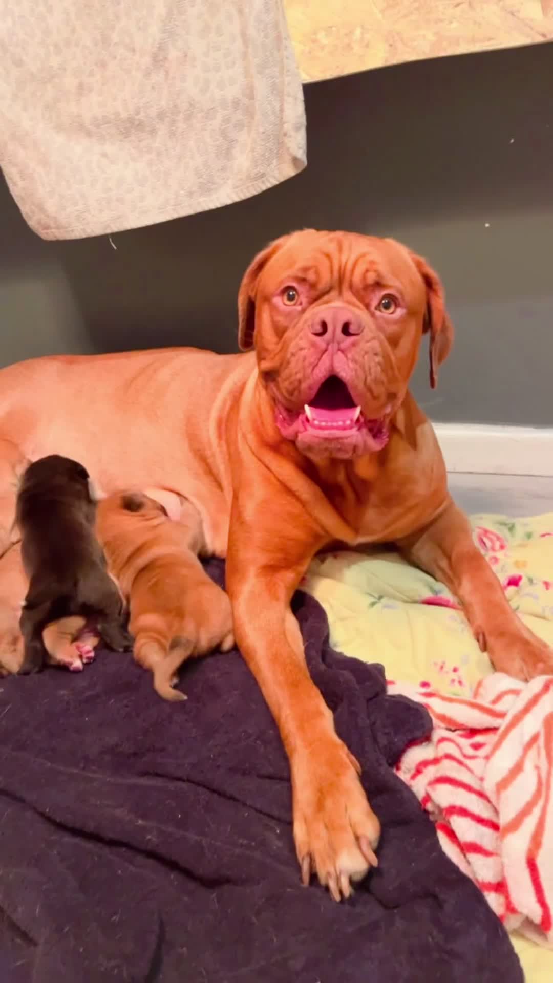 Mixed Breed dogs for sale: Adorable big chunky puppies - Video 1