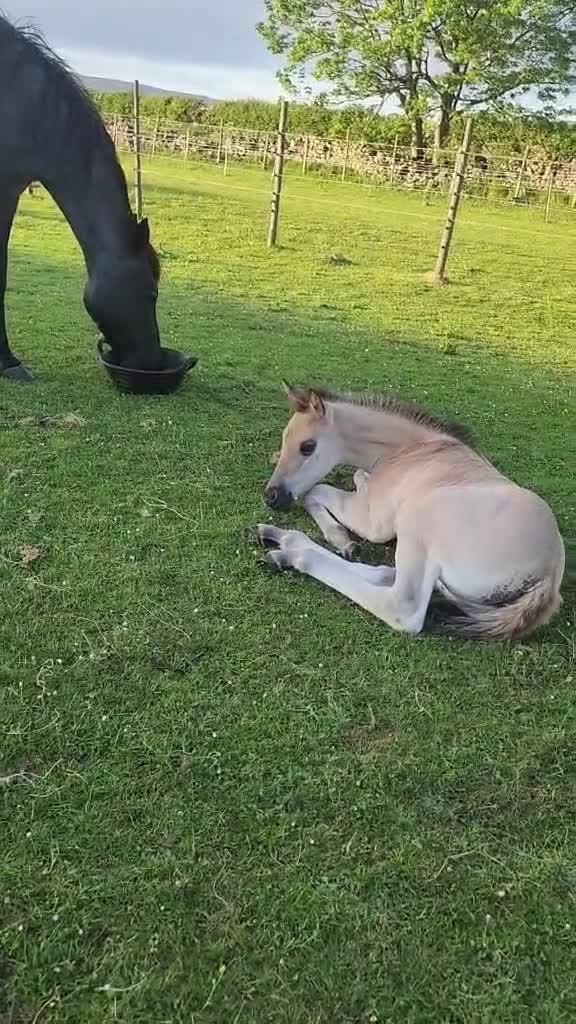 American Quarter horses for sale: QH Filly searching for superior dwelling & staff - Video 2
