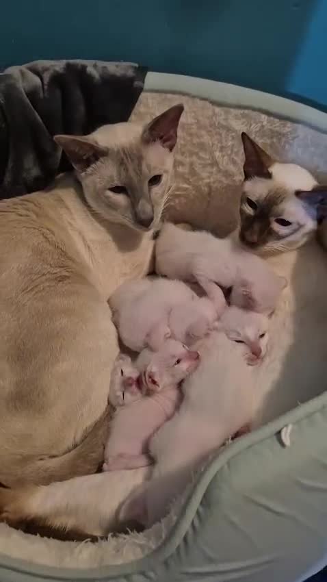 Siamese cats for sale: Lilac point & chocolate point kittens  in Leicester - Video 1