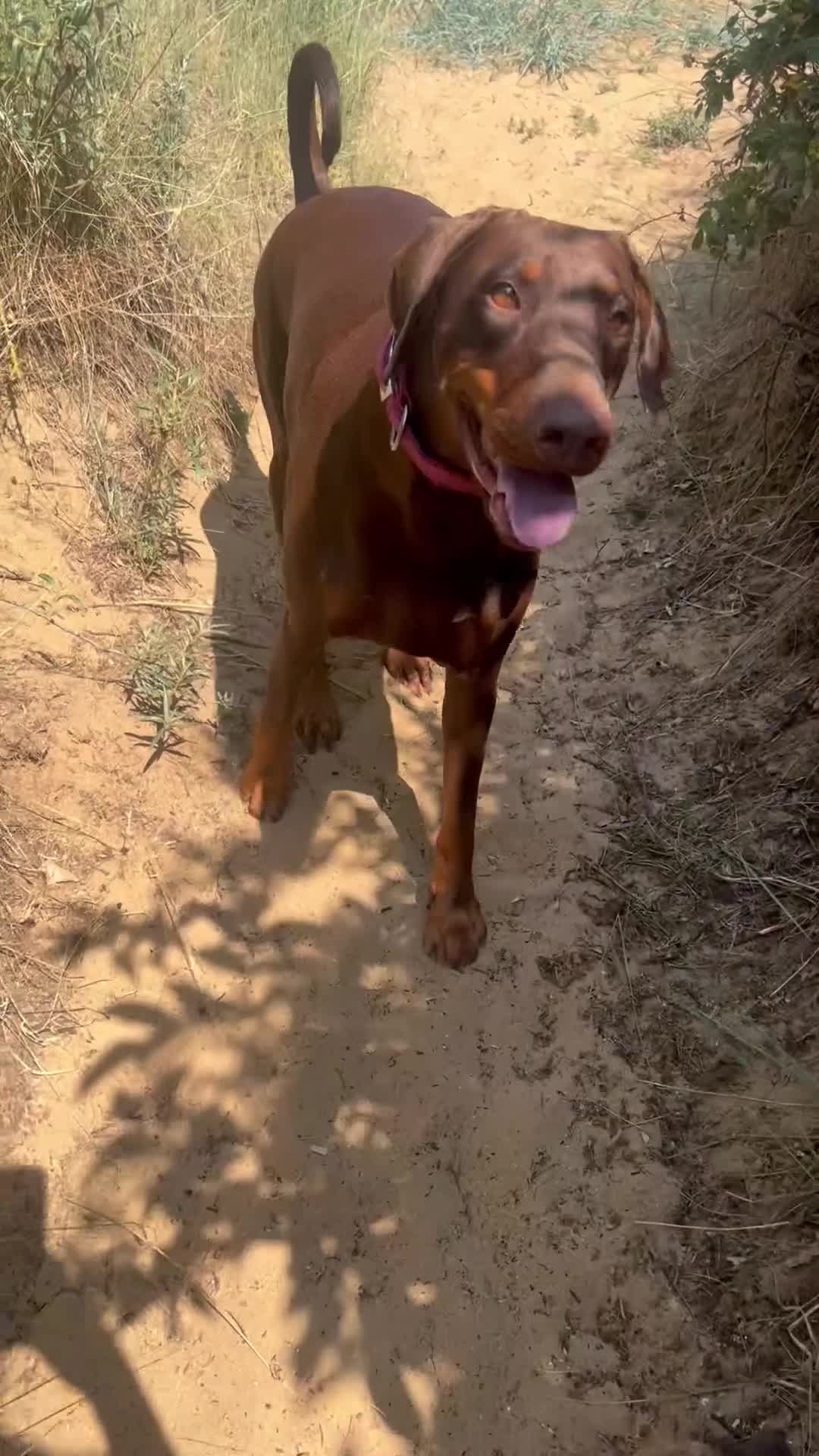 Dobermann dogs for sale: KC Registered Doberman Puppies 🐾 - Video 4