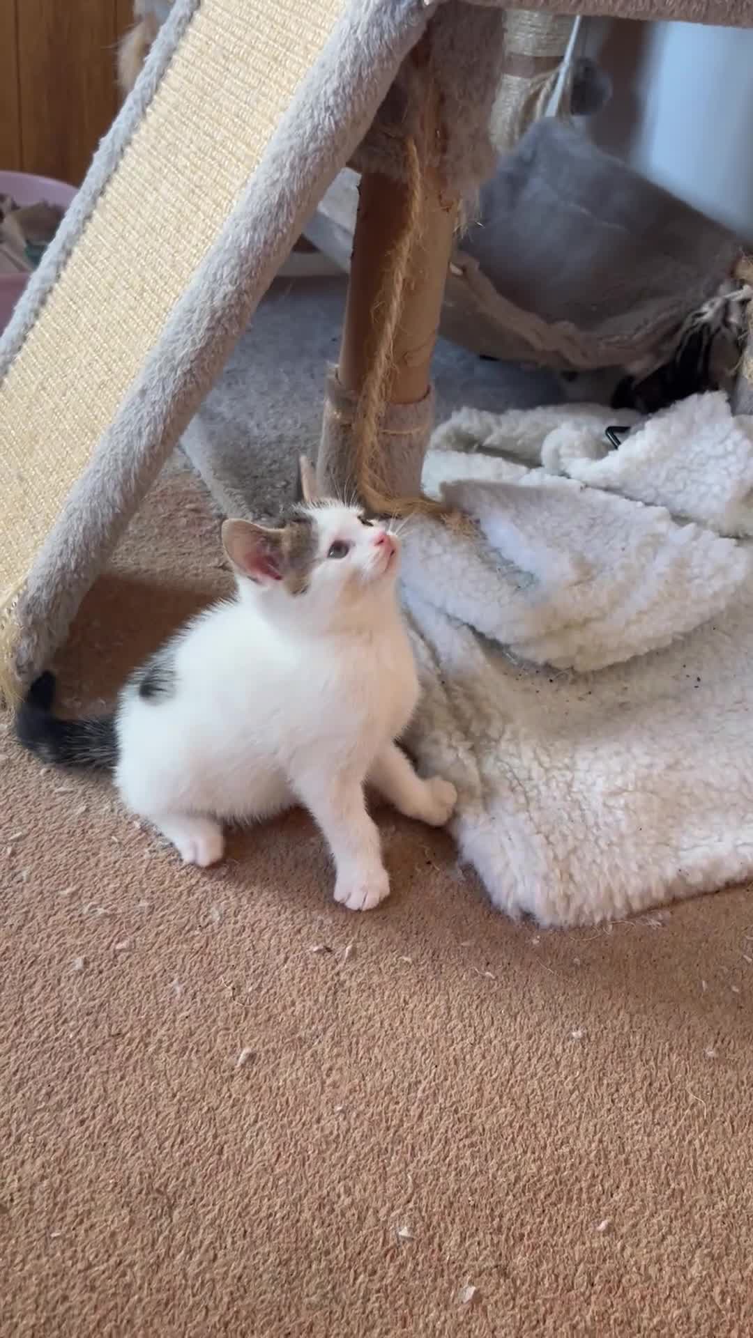 Mixed Breed cats for sale: 5 Mixed Breed Kittens For Sale ! - Video 1