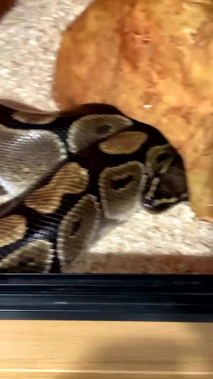 Python Snake reptiles for sale: Female Royal Ball Python + Full Enclosure Setup - Video 1