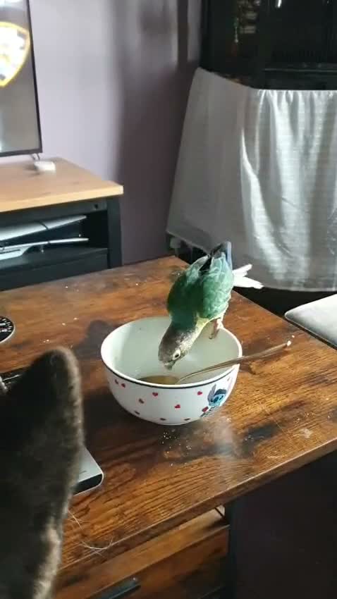 Conures birds for sale: Green-Cheek Conure With Cage and Accessory's - Video 2